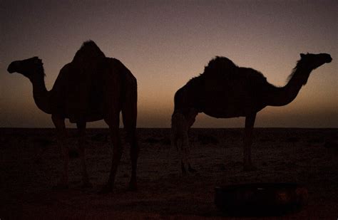 5,000 feral camels culled in drought-hit Australia