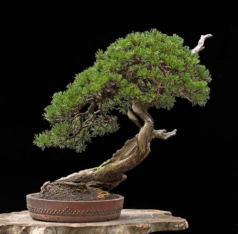 Walter Pall Bonsai Adventures: Mugo pine #2