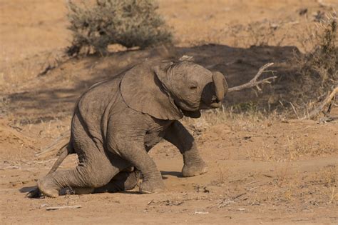 Desert elephants Namibia photos and information about desert elephants