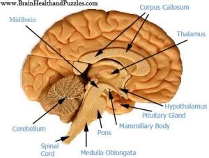 Cranial Rhythm modified by the Interthalamic Adhesion? | Australian Craniofascial Therapy School