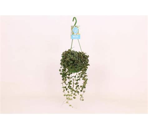 Hoya curtisii hanging basket | Green Solutions