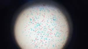 MICROPARA Microscope Flashcards | Quizlet