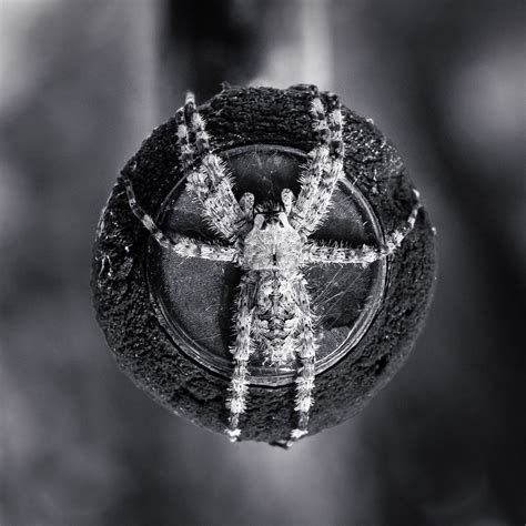 Vitruvian spider | With apologies to Leonardo. | Larry Lamb | Flickr