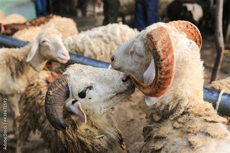 Sheep ( domba ) in animal markets to prepare sacrifices on Eid al-Adha ...