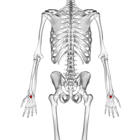 Capitate bone, one of carpal bones. Dorsal view. | Trapezium, Bones ...