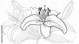 Cartoon stargazer lily Flower Outlined For coloring On A White  sketch template