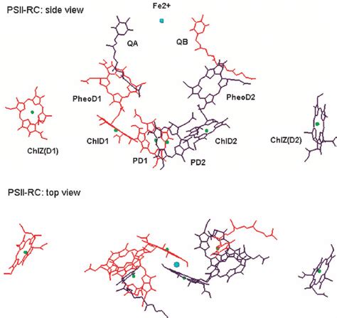 Side and top views of the photosystem II reaction center (PSII-RC)... | Download Scientific Diagram