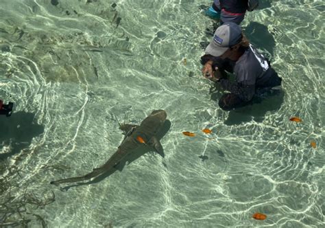 When Life Gives You Lemon Sharks - Florida Sea Grant