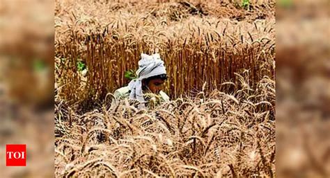 Wheat: Maize Cultivation, Production In Up To Be Increased By Over 50% | Lucknow News - Times of ...