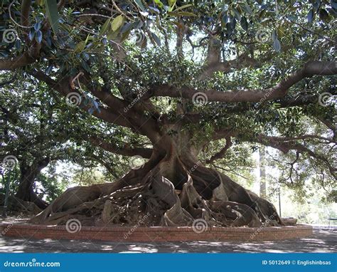 Ombu Tree stock image. Image of hold, ancient, coronilla - 5012649