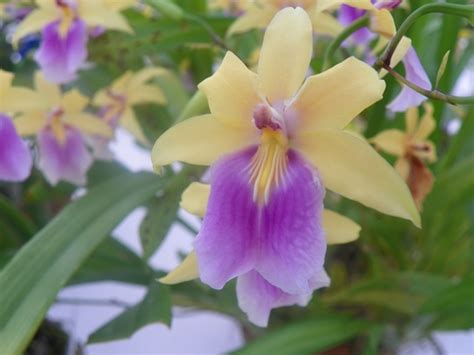 Orchids at the Botanical Garden in Rio de Janeiro - Brazil : Grows on You