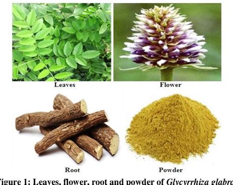 Figure 1 from A REVIEW ON CONSTITUENTS, PHARMACOLOGICAL ACTIVITIES AND MEDICINAL USES OF ...