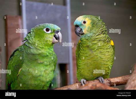 A Blue Crowned Mealy Amazon Parrot (Amazona farinosa) and Blue Stock Photo, Royalty Free Image ...