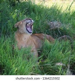 4,105 Lion Cub Roaring Images, Stock Photos & Vectors | Shutterstock