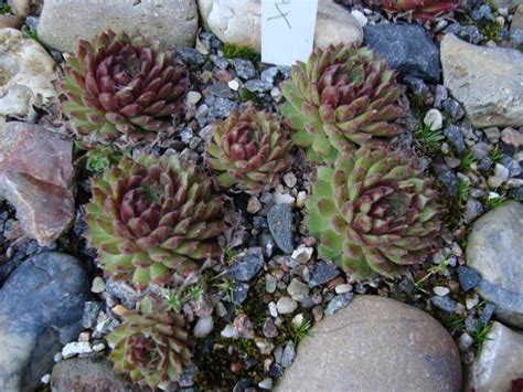 Live Succulent Live Plant Sempervivum Pax Succulents Hens and - Etsy