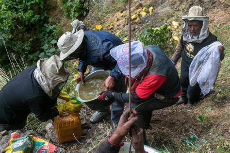 How Nepal’s cliff honey hunters are risking their lives – Nepal Press