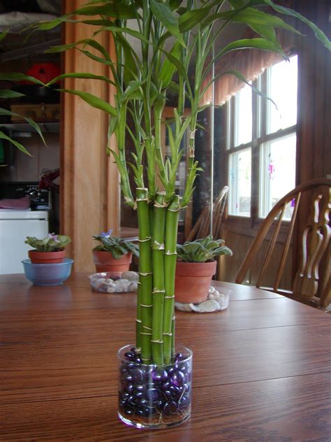 Houseplant Care Guides: Lucky Bamboo 101