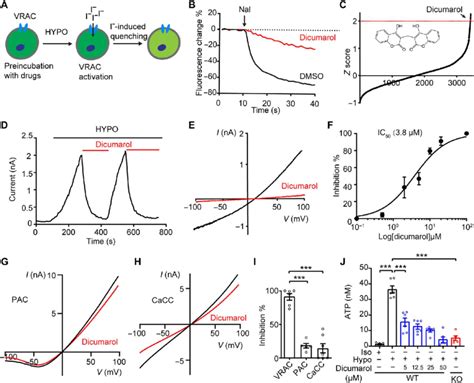 An FDA-approved drug dicumarol is a potent and specific VRAC inhibitor.... | Download Scientific ...