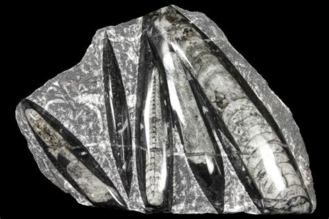 9" Polished Fossil Orthoceras (Cephalopod) Plate - Morocco (#127729) For Sale - FossilEra.com