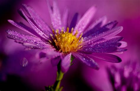 2,000+ Free Aster & Nature Photos - Pixabay