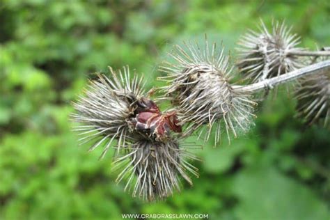 How to Get Rid of Grass Burrs and Stickers in Your Yard | CrabgrassLawn