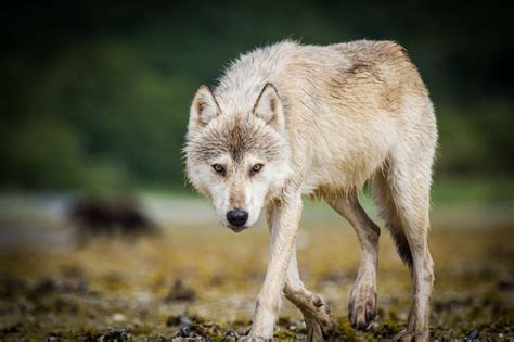 Do Wolves Attack Humans? | Outdoor Life