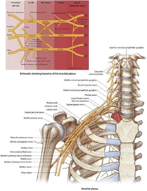 Interscalene Nerve Block - Procedures CONSULT JAPAN