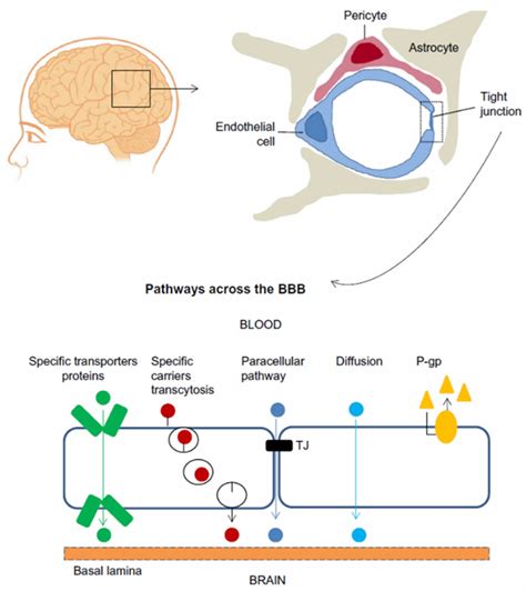 Blood brain barrier, blood brain barrier function & cells