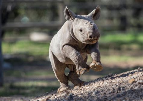 Cute Baby Animals: The Most Adorable Zoo Babies of 2015