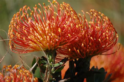 A Passion for Flowers: In the Field: Leucospermum Flame Giant