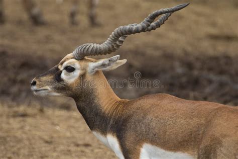 Blackbuck deer stock image. Image of grown, asia, animal - 27972037