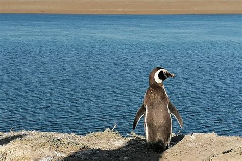 Patagonia Argentina - Wildlife Adventure - WeBook.Direct