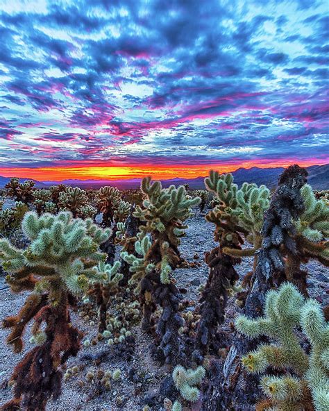 Cholla Cactus Garden Sunrise Photograph by Mike Winer | Fine Art America