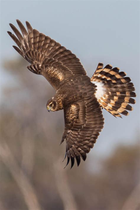 Harrier Hunting for Breakfast : r/birding