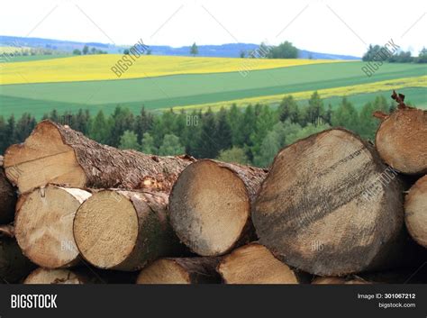 Pile Timber Logs Image & Photo (Free Trial) | Bigstock