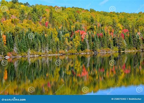 Fall Colors in Algonquin stock photo. Image of fall - 258075302