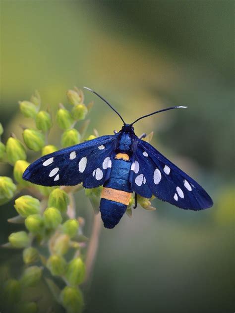 This nine-spotted moth proves that butterflies are not the only ones ...