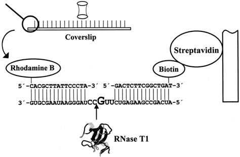 Substrate for the Determination of RNase T1 Activity. A gapped ...