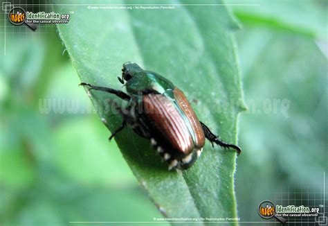 Japanese Beetle