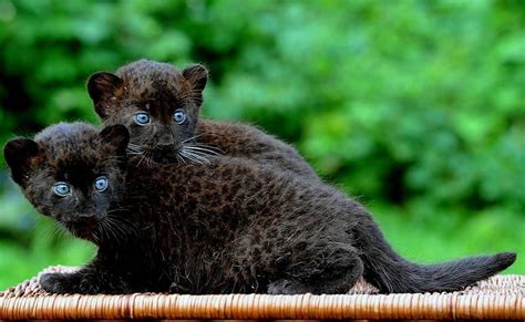 black leopard cubs | Wild cats, Baby animals, Animals wild