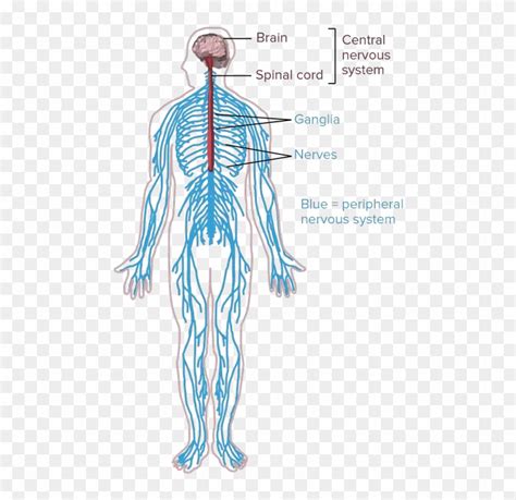 Nerves Clipart Human Body Cell - Nervous System Drawing Simple, HD Png ...