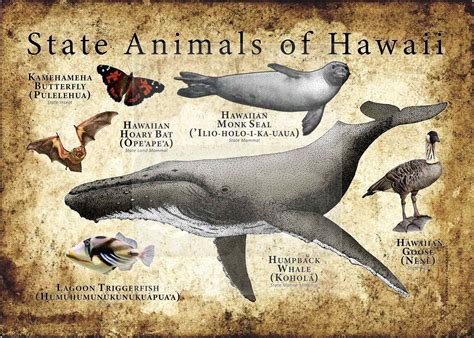 Hawaii State Animals Poster Print - inkart