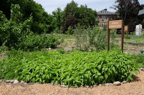 UMass Permaculture | Sunchokes, also known as Jerusalem Artichokes, are...