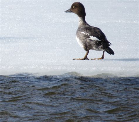 female Common Goldeneye duck April 11 | Goldeneye duck, Bird photo, Habitats