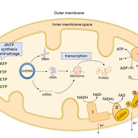 Illustration of mitochondrial oxidative phosphorylation system and... | Download Scientific Diagram