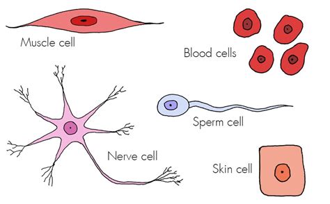 Cells - Haleo