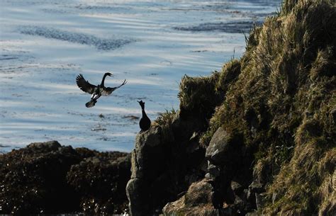 With fewer foxes and rats, Aleutians reclaim status as a birding paradise - Anchorage Daily News