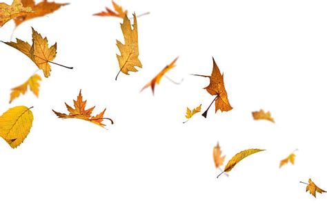 Leaf Blowing Stock Photos, Pictures & Royalty-Free Images - iStock