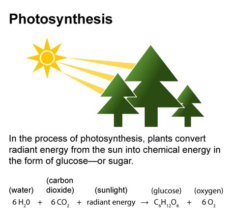 Biomass from Plants Renewable Energy – CBC Kenya