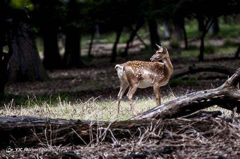 Iran's Wildlife in Photos: Persian Fallow Deer | Iran Front Page